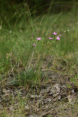 BUITEN BEELD Foto: 362285