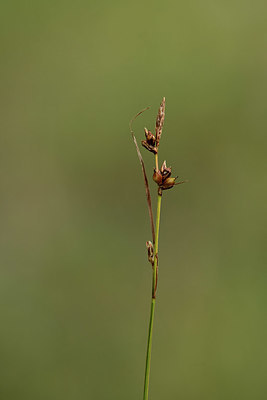 BUITEN BEELD Foto: 362286