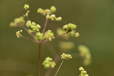 BUITEN BEELD Foto: 362287