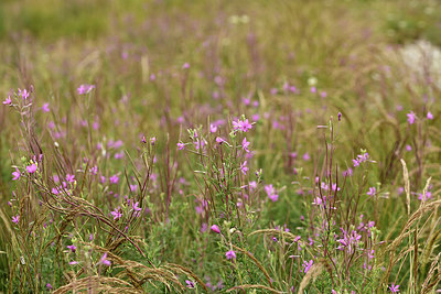 BUITEN BEELD Foto: 362288