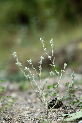 BUITEN BEELD Foto: 362312