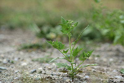 BUITEN BEELD Foto: 362320