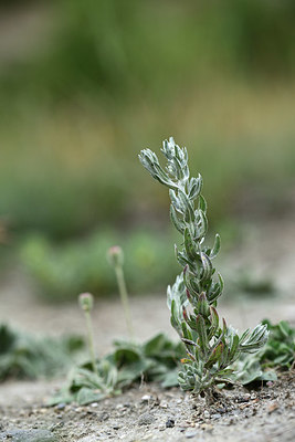 BUITEN BEELD Foto: 362329