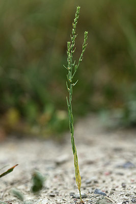 BUITEN BEELD Foto: 362332