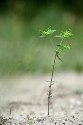 BUITEN BEELD Foto: 362342