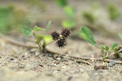 BUITEN BEELD Foto: 362347