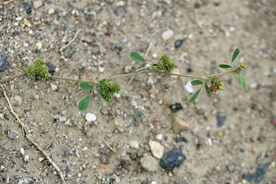 BUITEN BEELD Foto: 362348