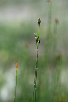 BUITEN BEELD Foto: 362353