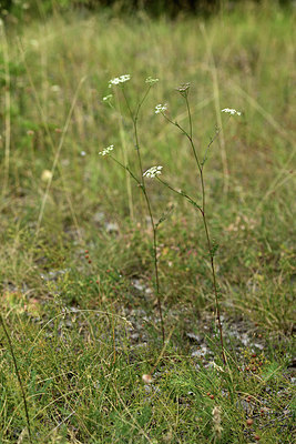 BUITEN BEELD Foto: 362357