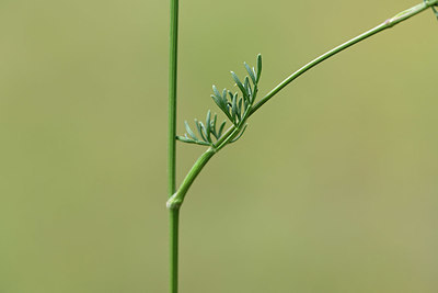 BUITEN BEELD Foto: 362360