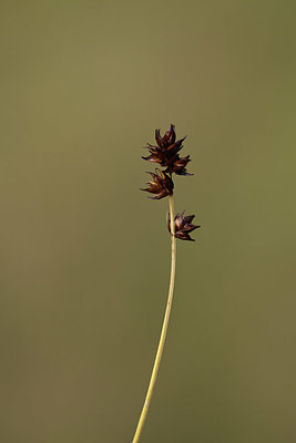 BUITEN BEELD Foto: 362361