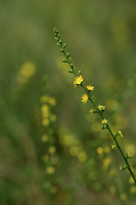 BUITEN BEELD Foto: 362362