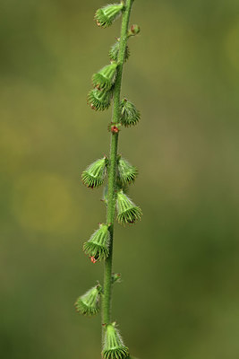 BUITEN BEELD Foto: 362363