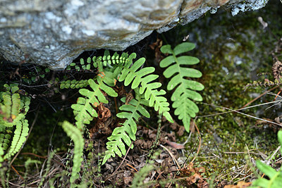 BUITEN BEELD Foto: 362369