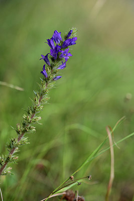 BUITEN BEELD Foto: 362372