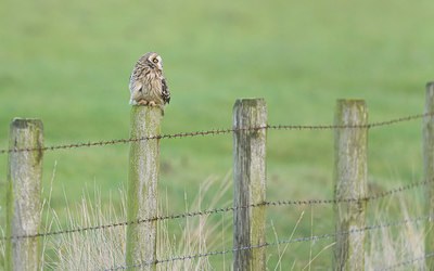 BUITEN BEELD Foto: 362376