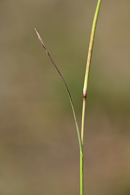 BUITEN BEELD Foto: 362389