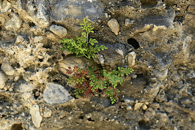 BUITEN BEELD Foto: 362395