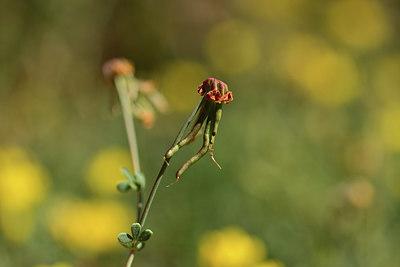 BUITEN BEELD Foto: 362399