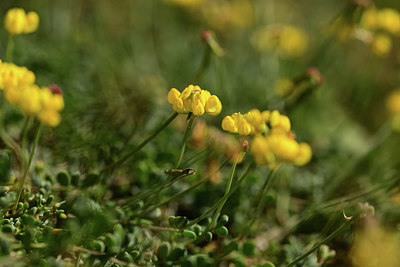 BUITEN BEELD Foto: 362400