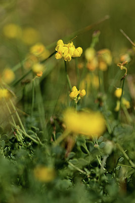 BUITEN BEELD Foto: 362402