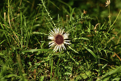 BUITEN BEELD Foto: 362406