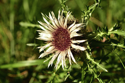 BUITEN BEELD Foto: 362407