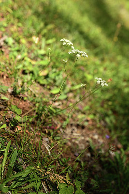 BUITEN BEELD Foto: 362412