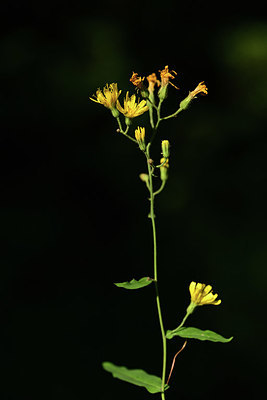BUITEN BEELD Foto: 362421