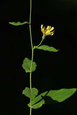 BUITEN BEELD Foto: 362422