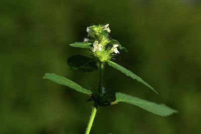 BUITEN BEELD Foto: 362424