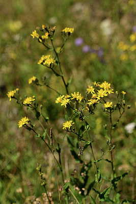 BUITEN BEELD Foto: 362426