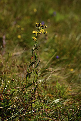 BUITEN BEELD Foto: 362431