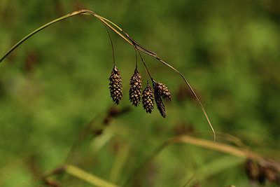 BUITEN BEELD Foto: 362433