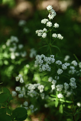 BUITEN BEELD Foto: 362436