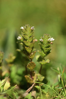 BUITEN BEELD Foto: 362441