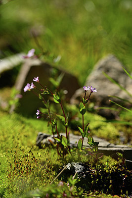 BUITEN BEELD Foto: 362448