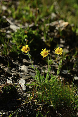 BUITEN BEELD Foto: 362453