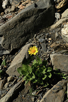 BUITEN BEELD Foto: 362460