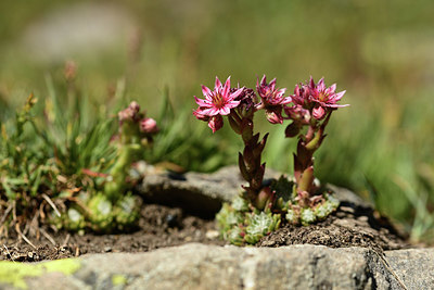 BUITEN BEELD Foto: 362461