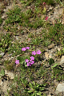 BUITEN BEELD Foto: 362462