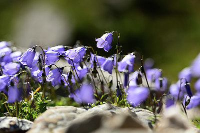 BUITEN BEELD Foto: 362468