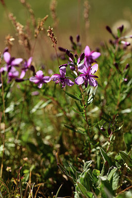 BUITEN BEELD Foto: 362469