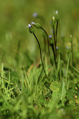 BUITEN BEELD Foto: 362478