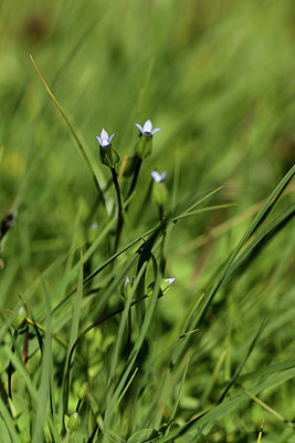 BUITEN BEELD Foto: 362479