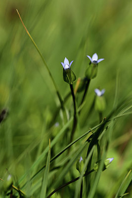 BUITEN BEELD Foto: 362480