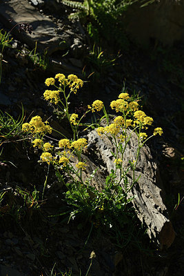 BUITEN BEELD Foto: 362482