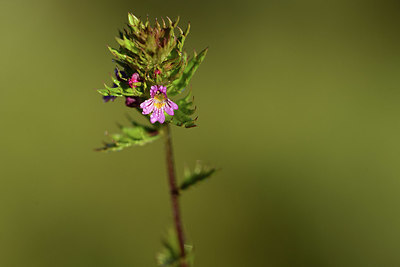 BUITEN BEELD Foto: 362488