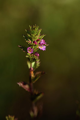 BUITEN BEELD Foto: 362490