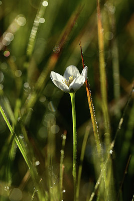 BUITEN BEELD Foto: 362491